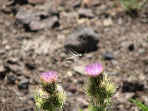 Sphinx Moth